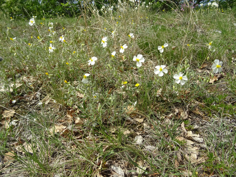 Helianthemum apenninum (L.) Mill. (Cistaceae)